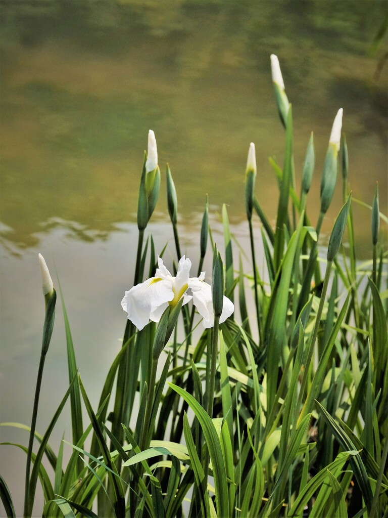 菖蒲　2