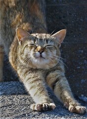のら