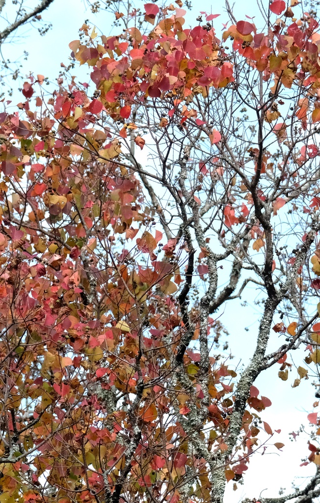 ナンキンハゼの紅葉・・・