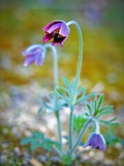 下向きの花・・・