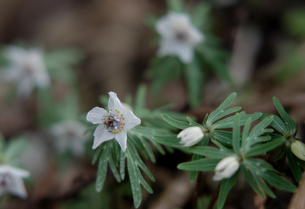 セツブンソウ花・・・