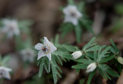 セツブンソウ花・・・
