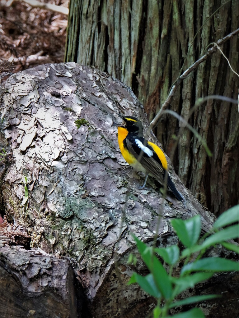 よく鳴きます・・・