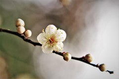 白・・・