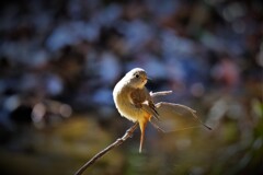 カメラの音が気になる・・・・