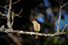 オッチャンきょうも来たんか・・・