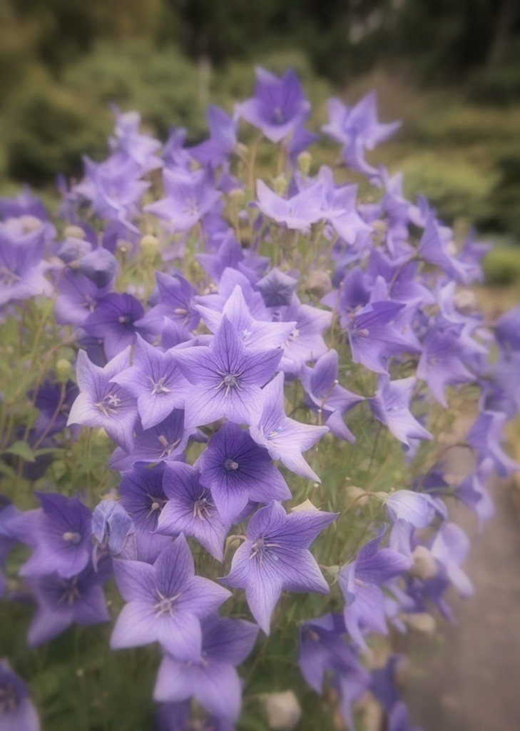 桔梗花・・・