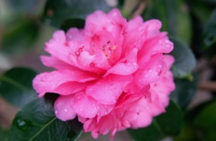 八重咲き山茶花・・・