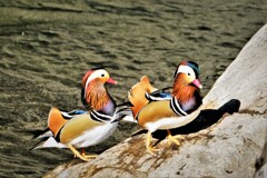 リベンジ・・・