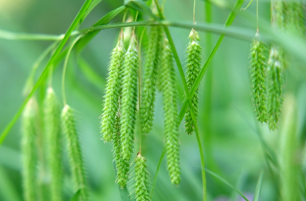珍しい草が・・・
