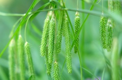 珍しい草が・・・