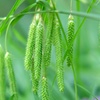 珍しい草が・・・