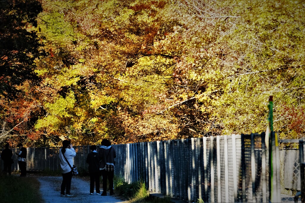 黄葉・・・