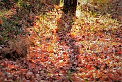 DSCF0053