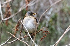 赤い実を食べた・・・