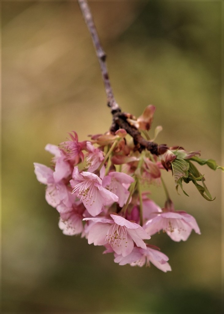 川津桜・・・
