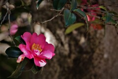 森の山茶花・・・