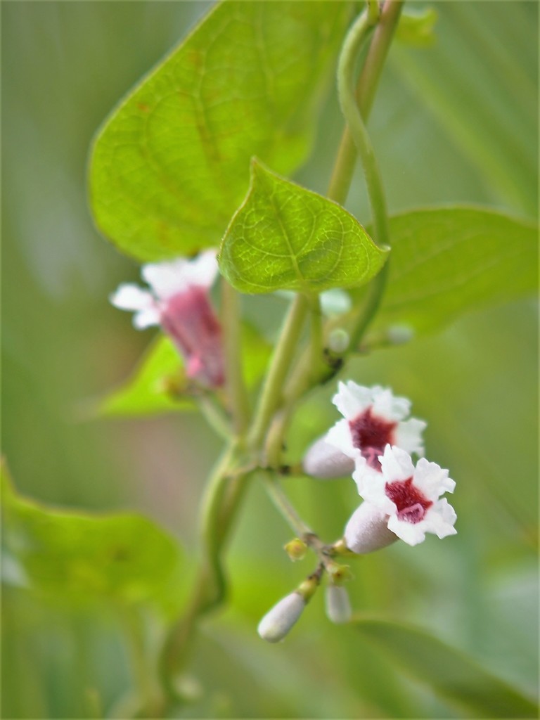 〇〇〇かづら・・・