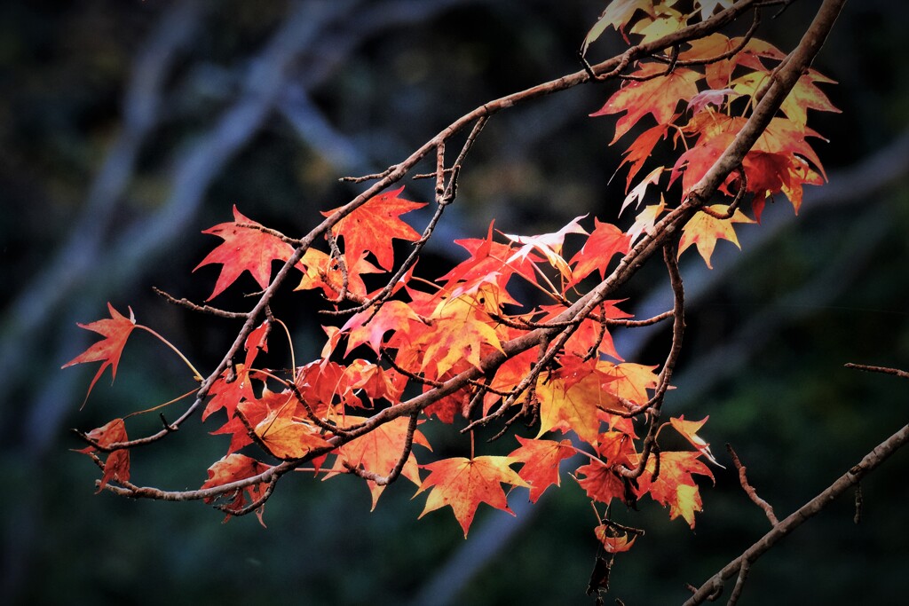 紅葉・・・