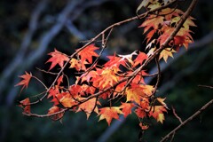 紅葉・・・