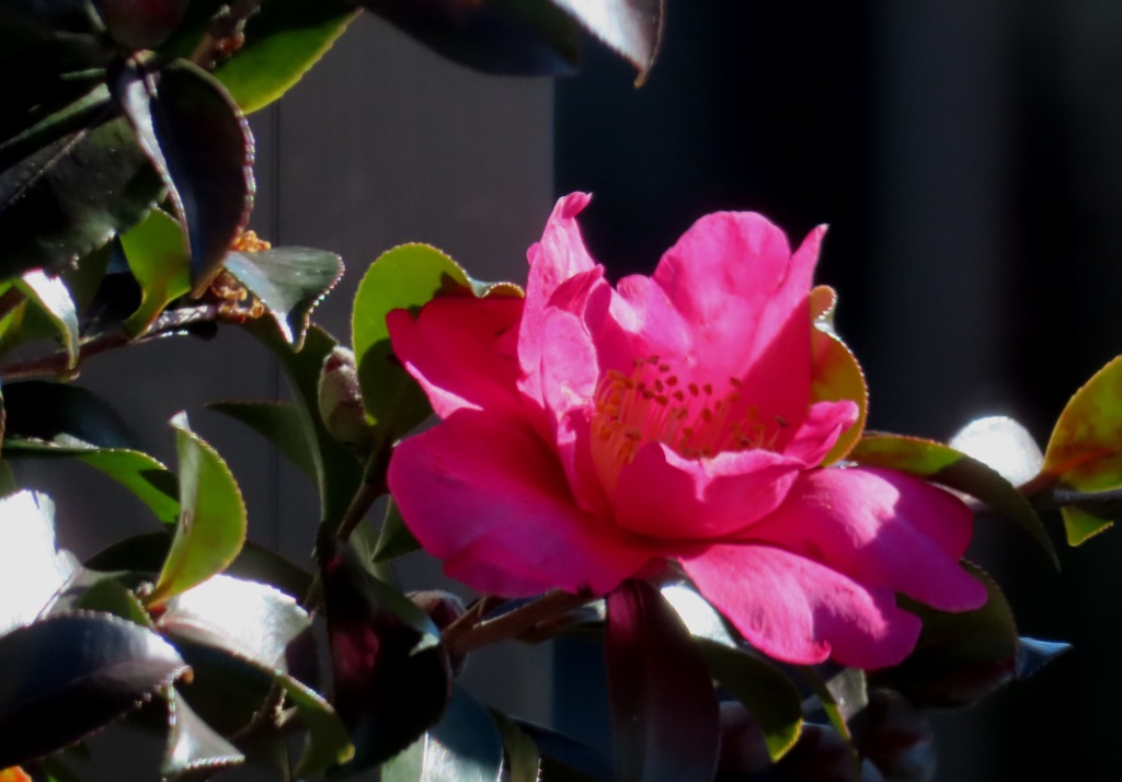 今盛りの庭の花・・・