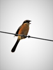 モズ高鳴き・・・