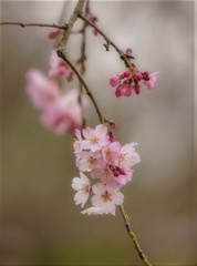 枝垂れ桜・・・