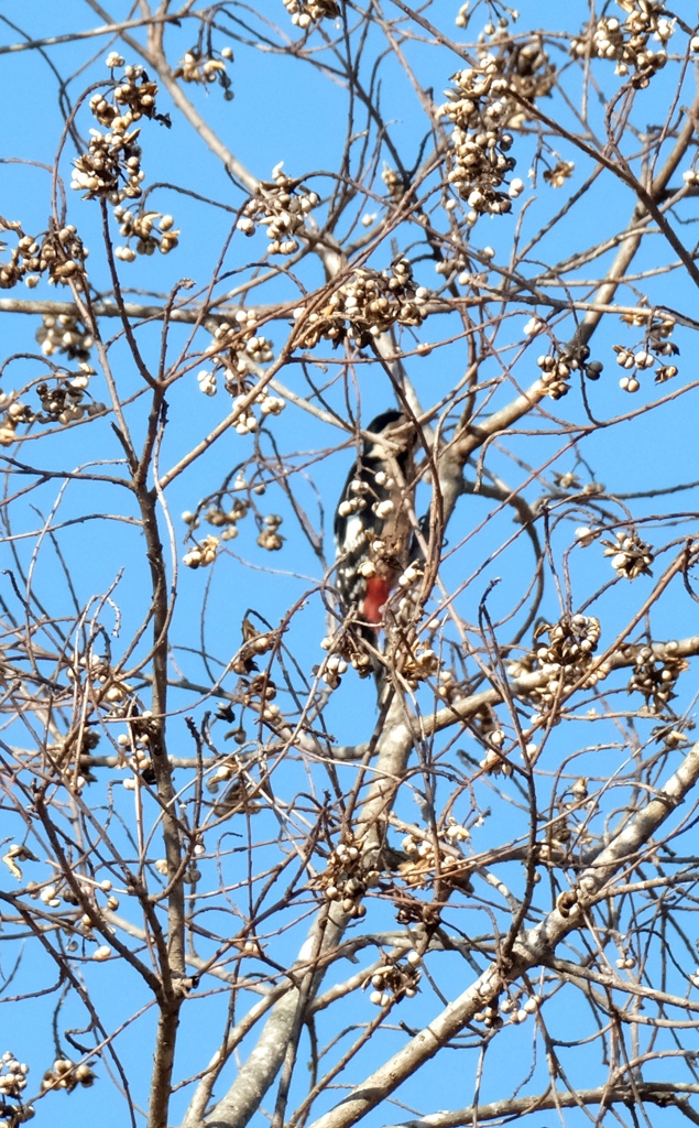 アカゲラ・・・