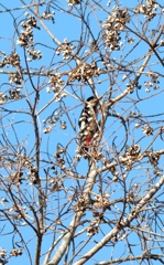 アカゲラ・・・