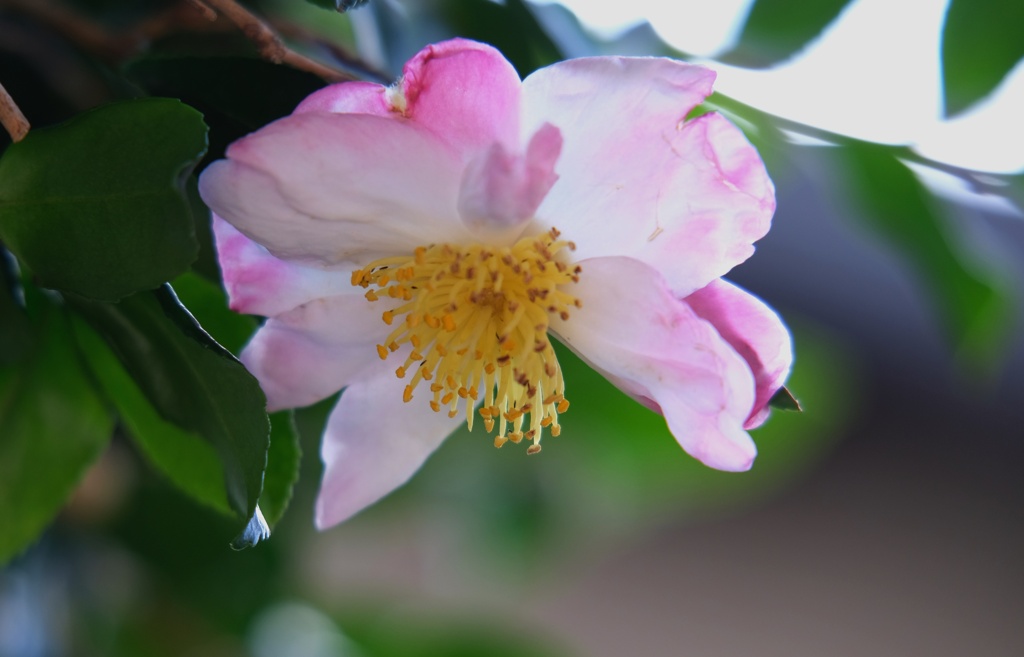 一番咲きのサザンカ・・・