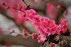 紅梅・・・3