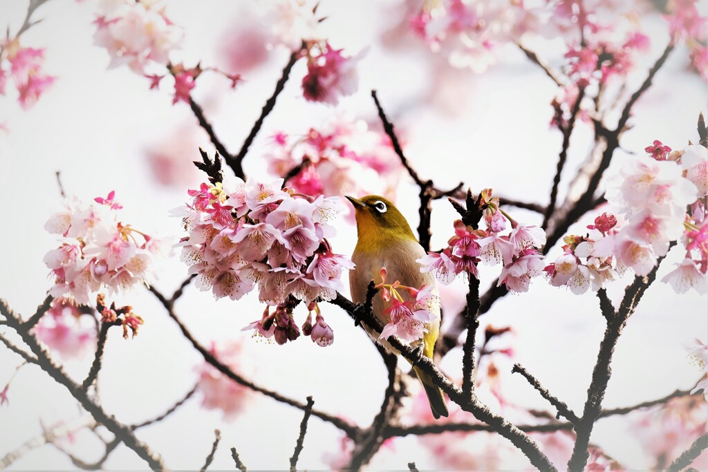 熱海桜にて・・・
