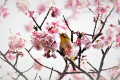 熱海桜にて・・・