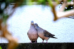 庭に来る夫婦・・・