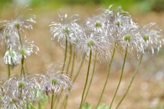 翁草　穂・・・