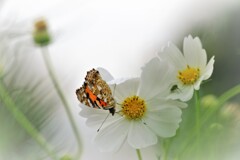 花と蝶・・・