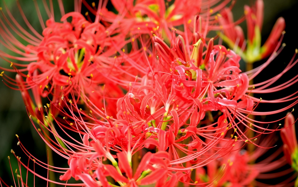 今盛りな曼珠沙華・・・