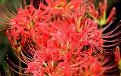 今盛りな曼珠沙華・・・