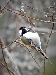 DSCF2253
