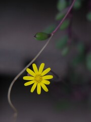 黄色な花・・・