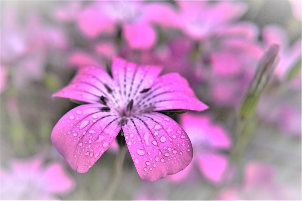 きょうは雨・・・