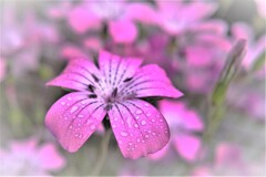 きょうは雨・・・