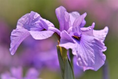花菖蒲　3