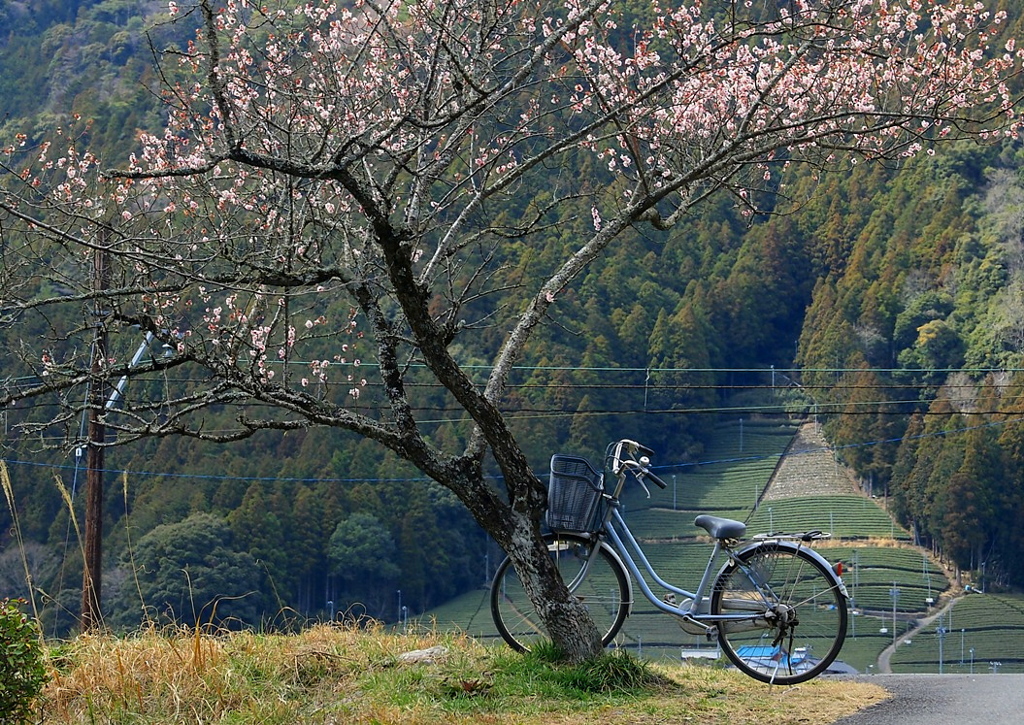 梅と自転車と抜里の里・・・