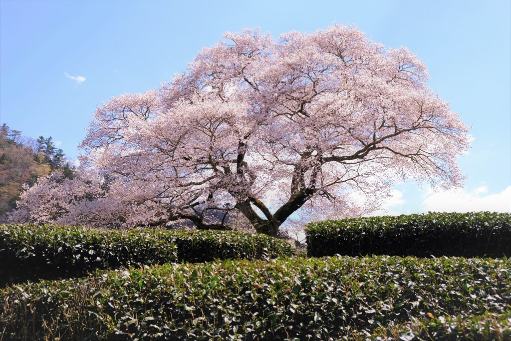 家山のみずめ桜・・・