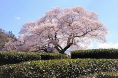 家山のみずめ桜・・・
