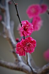 鹿児島紅梅・・・