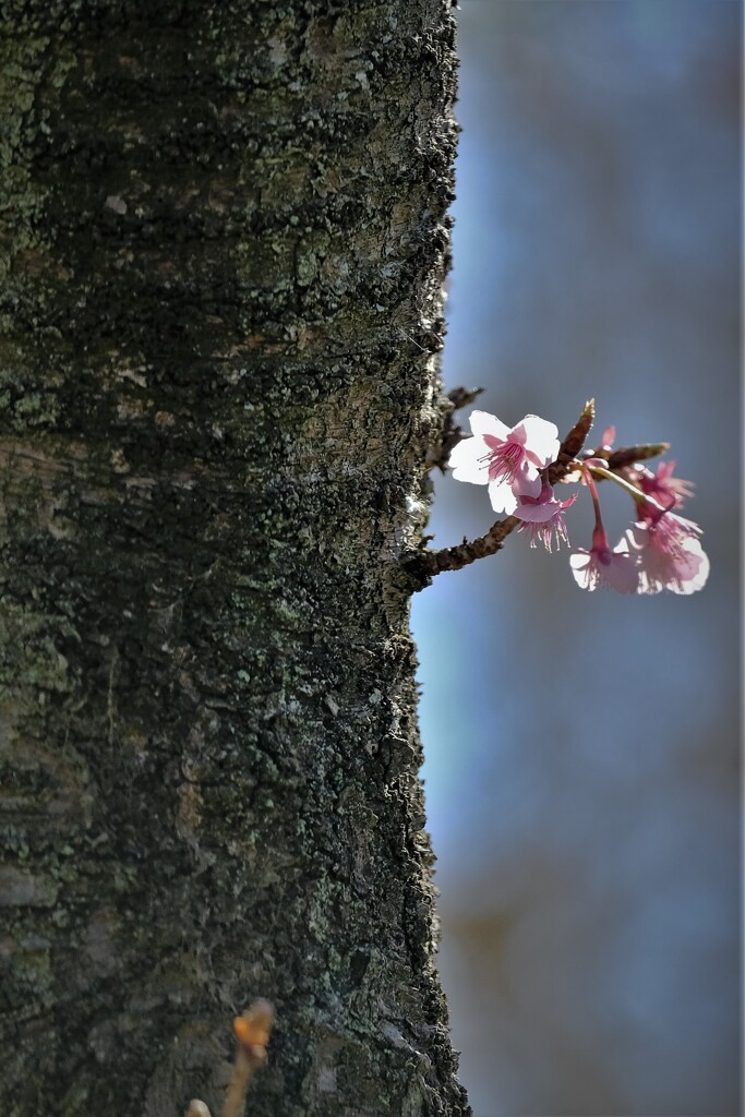 寒桜　2・・・
