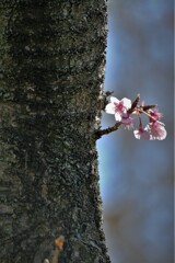 寒桜　2・・・