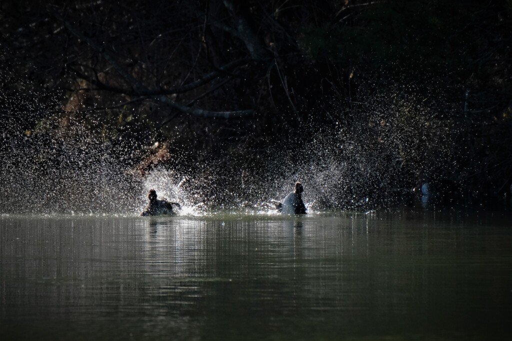 はばたき・・・
